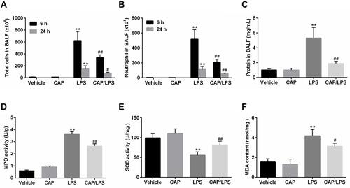Figure 2 Capsaicin (CAP) pretreatment attenuates lipopolysaccharide (LPS)-induced inflammatory reactions and oxidative stress. The counts of total cells (A) and neutrophils (B) in BALF at 6 h and 24 h after LPS stimulation. (C) BALF protein concentrations were assessed 24 h after LPS stimulation. MPO activity (D), SOD activity (E) and MDA content (F) in lung tissue samples 24 h after LPS stimulation. Data are presented as mean ± SD (n = 6–8 for each group). **p < 0.01 versus the vehicle group; #p < 0.05 and ##p < 0.01 versus the LPS group. Three independent experiments were performed.