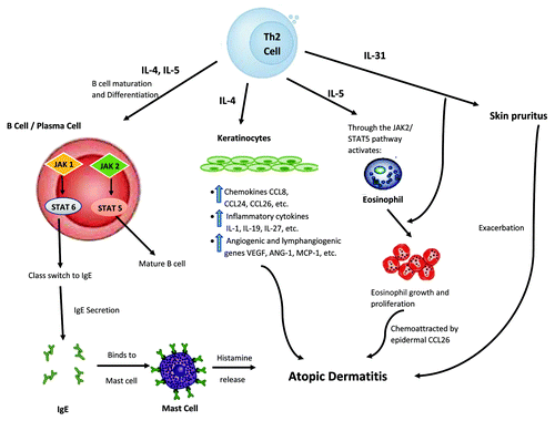 Figure 2. Proposed mechanism of JAK-STAT involvement in atopic dermatitis (AD) development, part II. Here, Th2 cells play a significant role. By their abilities to provide IL-4 and IL-5 stimulation via the JAK-STAT pathway, immature B cells could be differentiated into mature B cell and plasma cells would undergo antibody heavy chain switching to IgE class. The subsequent binding of IgE to skin mast cells could lead to release of histamine, which is known to exacerbate AD. Similarly, this hyper Th2 immune milieu, particularly IL-4, could trigger epidermal cells to produce and release various chemokines (such as CCL26), pro-inflammatory cytokines, and angiogenic factors, leading to AD pathophysiology. Moreover, IL-5 released from this hyper Th2 milieu could, through JAK-STAT pathway, activate eosinophils, and attract them to the skin via CCL26, further worsening the AD condition. In addition, by way of IL-31, an inducer of pruritus, AD symptoms could become increasingly intensified. Black arrows indicate activation pathway. Red lines indicate inhibition pathway.