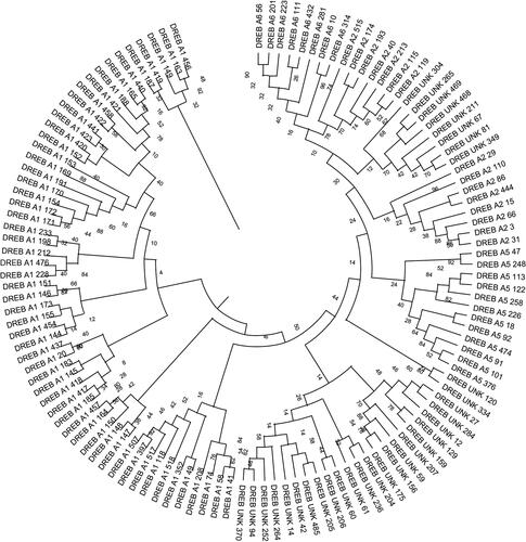 Figure 2. Phylogenetic analysis of DREB protein sequences from the wheat genome. The evolutionary history of 123 wheat DREB sequences was inferred using the maximum-likelihood statistical method. A bootstrap of 100 replicates was used to infer the evolutionary history of the DREB sequences.