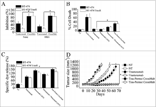 Figure 6. Combating trastuzumab-resistance by Tras-Permut CrossMab. (A), MTS assay examining the proliferation effects of Tras-Permut CrossMab (100 nmol/L) in both trastuzumab-sensitive and -resistant breast cancer cells (BT-474 and BT-474/TrasR) in the absence or presence of ErbB ligand (HRG). Results are shown as percentage of cell proliferation inhibition. Error bars, SD. Tras-Permut CrossMab was abbreviated as CrossMab. *p < 0.05. (B), Induction of cell death against trastuzumab-resistant breast cancer was assessed by staining with SYTOX® Red and FCM (In the absence of HER2 ligands, the concentration of antibodies is 10 μg/mL). Data are mean ± SD (n = 3). *p < 0.05. (C), ADCC activities of trastuzumab, pertuzumab L56TY, trastuzumab in combination with pertuzumab L56TY, or Tras-Permut CrossMab against both trastuzumab-sensitive and -resistant breast cancer. Mean ± SD values from four separate experiments. *p < 0.05. (D), tumor volume of trastuzumab-sensitive and -resistant BT-474 breast tumor xenografts after treatment with control IgG (10 mg/kg), trastuzumab (10 mg/kg), or Tras-Per CrossMab (10 mg/kg). Data are shown as means ± SEM. *p < 0.05, Mann–Whitney test.