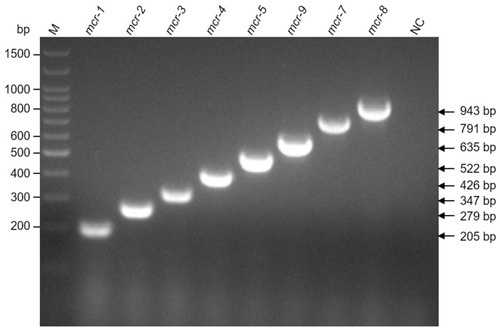 Figure 1 Multiplex PCR detection of mcr genes. Purified plasmid pUC57 carrying each mcr gene was used as templates. Agarose gel electrophoresis (2.0%) was used to separate multiplex PCR products. M indicates the molecular size marker (Trans100bp plus DNA ladder, TransGen Biotech, China). The size of each amplicon is indicated on the right side. NC, empty vector pUC57 was included as negative control.