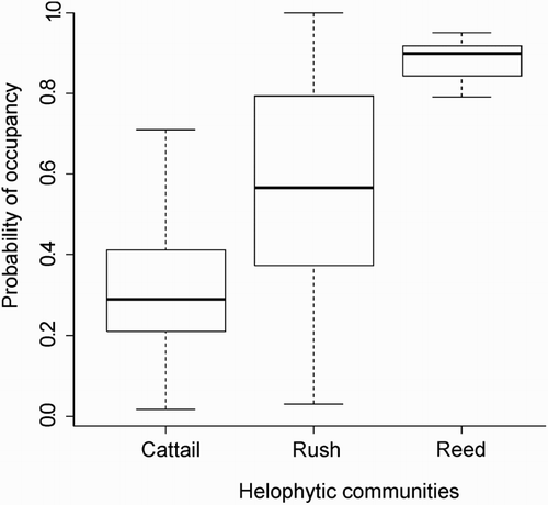 Figure 2. Probability of occupancy of wetlands by Marsh Harrier depending on the predominant helophyte species.