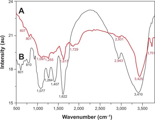 Figure 5 Fourier-transform infrared spectra of pure green synthesized silver nanoparticles (Ag-nanoparticles-plant extract) (line A) and Pulicaria glutinosa plant extract (line B).Note: The similarities between the spectra strongly suggest the presence of plant extract residue in the Ag-nanoparticles-plant extract as a capping or stabilizing agent.