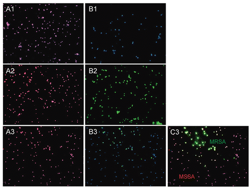 Figure 2 Detection discrimination of methicillin-sensitive (MSSA) versus methicillin-resistant (MRSA) strains. Images of S. aureus bacterial cells observed by fluorescent microscopy in experiments performed with simulated matrix (packed red cells and blood culture media) spiked with S. aureus bacterial cells. A combination of two probes (SA-3 and MR-1) was applied to simulated matrix specimens spiked with: the regular MSS A strain (A1 and B1); the Mu3 MRSA strain (A2 and B2) and their mixture (A3–C3). The fluorescent signals were acquired separately using three filter sets: A1–A3 present a superposition of two separate images, with DAPI and CY3; B1–B3 present a superposition of two separate images, with DAPI and FITC; C3 presents a superposition of three separate images, with DAPI, CY3 and FITC.