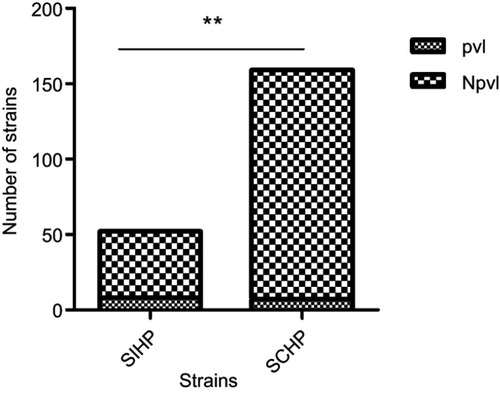 Figure 3 Comparison of pvl gene between Staphylococcus aureus strains with incomplete hemolytic phenotype (SIHP) strains and S. aureus strains with complete hemolytic phenotype (SCHP) strains.Notes: **P<0.01.Abbreviations: pvl, pvl-positive S. aureus; Npvl, pvl-negative S. aureus.