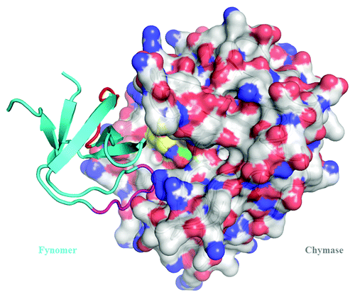Figure 5. Structure of the complex of Fynomer 4C-A4 (ribbon diagram) with human chymase (space-filling model). For the Fynomer, the RT-loop is shown in magenta and the n-src-loop in red.