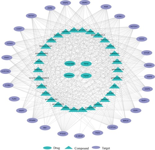 Figure 5 Network of compound-target with strong binding activity and major distribution for SZC treating AM. It was constructed with 62 nodes (4 drugs, 30 compounds, and 28 targets) and 578 edges The blue triangles and purple ellipses represent crucial bioactive compounds of SZC and core corresponding targets of AM, respectively. The blue ellipses represent drugs in SZC. The gray edges represent the mutual relationships between targets and compounds.