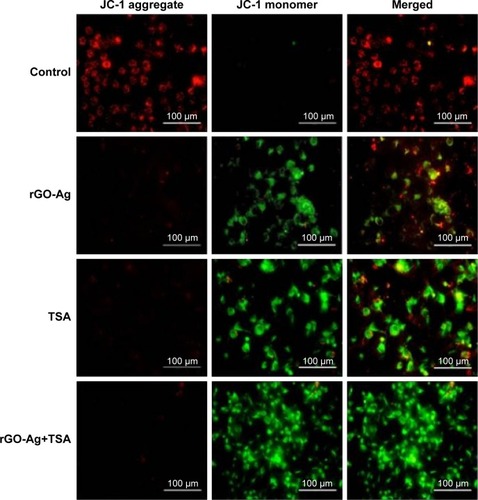 Figure 12 Effects of rGO-Ag alone or TSA alone or the combinatorial effect of rGO-Ag and TSA on mitochondrial membrane permeability.Notes: SKOV3 cells were treated with rGO-Ag (0.2 µM) alone, TSA (0.2 µM) alone, or combination of both rGO-Ag (0.2 µM) and TSA (0.2 µM) for 24 h. Mitochondrial membrane potential (Δψm) was evaluated using JC-1 assay. Red fluorescence indicates JC-1 aggregates within mitochondria in healthy cells, whereas green fluorescence indicates JC-1 monomers in the cytoplasm and loss of Δψm. Scale bars =100 µm.Abbreviations: rGO-Ag, reduced graphene oxide-silver; TSA, trichostatin A.