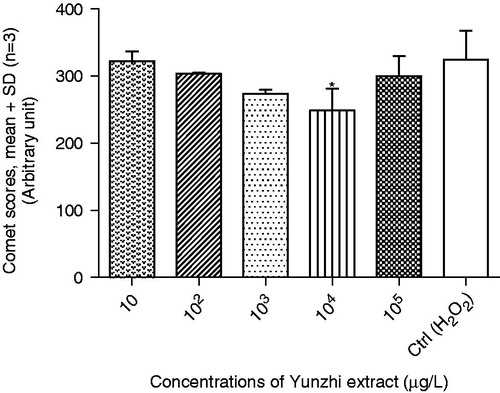 Figure 1. Effects of the aqueous extract of Yunzhi and data are expressed as the comet score of DNA damage relative to that in control cells in the SAC assay. Data were obtained in three separate experiments. Lymphocytes in microtubes were separately pre-incubated with five different concentrations (w/v) of Yunzhi extract followed by H2O2 challenge. Signifcant decrease in DNA damage at 104 µg/L concentration was seen (p < 0.05).