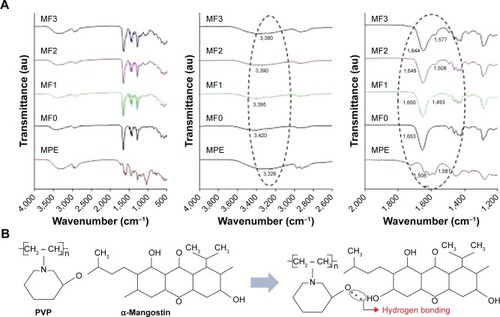 Figure 6 (A) FTIR spectra of MPE, MF0, MF1, MF2, and MF3 nanofiber mats; (B) hydrogen bonding between PVP and α-mangostin.Abbreviations: FTIR, Fourier transform infrared spectroscopy; MPE, mangosteen pericarp extract; MF0, mangosteen fiber 0; MF1, mangosteen fiber 1; MF2, mangosteen fiber 2; MF3, mangosteen fiber 3; PVP, polyvinylpyrrolidone.