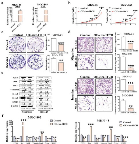 Figure 2. Circ-ITCH overexpression inhibited GC cell proliferation, migration and invasion. (a) Circ-ITCH overexpression efficiency was assessed by qRT-PCR. (b) The results of cell counting assay after circ-ITCH overexpression in MKN-45 and MGC-803 cells. (c) The number of cell clones after circ-ITCH overexpression in MKN-45 and MGC-803 cells. (d) Circ-ITCH overexpression inhibited the migration and invasion of MKN-45 and MGC-803 cells. (e) The expression of proliferation and metastasis-related proteins in GC cells after circ-ITCH overexpression. (f) The results of qRT-PCR matching all the protein indicators. *P < 0.05, **P < 0.01, ***P < 0.001. (a) The knockdown efficiency of circ-ITCH after circ-ITCH siRNAs transfection in MGC-803 and HGC-27 cells. (b) The number of migrated and invaded cells increased in MGC-803 and HGC-27 cells after circ-ITCH knockdown compared with control cells. (c) The expression of proliferation and metastasis-related proteins in GC cells after circ-ITCH knockdown. (d) The results of mRNA level matching all the protein indicators. *P < 0.05, **P < 0.01, ***P < 0.001