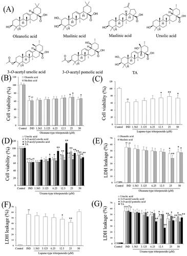 Figure 1. Chemical structures of the pentacyclic triterpenoids (oleanolic acid, ursolic acid, 3-O-acetyl ursolic acid, betulinic acid, 3-O-acetyl pomolic acid, maslinic acid and TA) from Chaenomeles speciosa fruits, their effects on IND-damaged cell proliferation and suppressed LDH leakage. (A) Chemical structures of the pentacyclic triterpenoids. (B) Cell viability of oleanane-type triterpenoids. (C) Cell viability of lupane-type triterpenoids. (D) Cell viability of ursane-type triterpenoids. (E) LDH leakage of oleanane-type triterpenoids. (F) LDH leakage of lupane-type triterpenoids. (G) LDH leakage of ursane-type triterpenoids. The data are indicated as the means ± SD (n = 5). #p < 0.05, ##p < 0.01 compared to the control group; *p < 0.05, **p < 0.01 compared to the IND group.