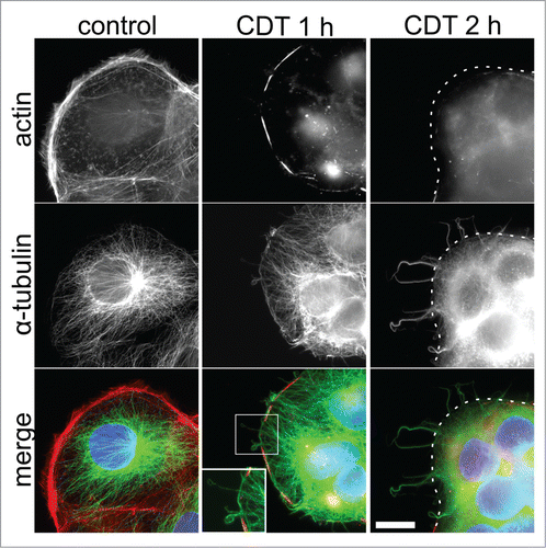 Figure 2. CDT-induced disruption of the actin cytoskeleton of Caco-2 cells and the development of cellular protrusions comprised of microtubules. CDT-induced disruption of cells and development of microtubules using 20 ng/ml CDTa and 40 ng/ml CDTb are shown to increase over time (1 hr–2 hrs). TRITC-conjugated phalloidin (red) was used to stain for actin; α-tubulin (using indirect immunofluorescence) is shown in green and cell nuclei (blue) were stained using DAPI. Dotted line delineates the cell border; a magnified view of the protrusions and cytoskeletal disruption is shown in the lower, middle panel. Scale bar denotes 20 μm. © Copyright Clearance Centre. Reproduced by permission of American Society of Microbiology. Permission to reuse must be obtained from the rightsholder. Citation54