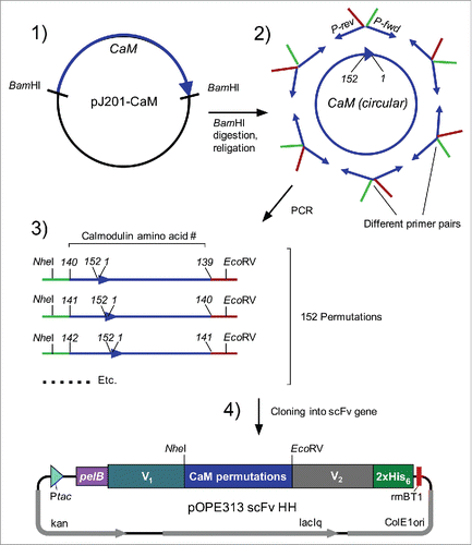 Figure 2. Cloning of circularly permutated Calmodulin variants. (1) Excision of gene encoding for calmodulin (CaM) with BamHI from transfer vector pJ201-CaM. (2) Circularisation of linear gene with T4 DNA Ligase and amplification of permutated variants by PCR with appropriate oligonucleotide pairs. (3) Restriction of amplified CaM-variants with NheI and EcoRV and subsequent cloning into target vector (4) encoding for scFv. Abbreviations, P-rev: reverse-oligonucleotide with EcoRV-overhang; P-fwd: forward-oligonucleotide with NheI-overhang. Ptac: tac-promoter; PelB: signal peptide (PhoA was used in case of anti-CD20 scFv); V1/ V2: heavy or light chain variable domain (V1 = VH and V2 = VL in anti-CD4, anti-CD14 and anti-biotin scFv; V1 = VL and V2 = VH in anti-CD20 and anti-FITC scFv); NheI/EcoRV: restriction sites; 2xHis6: histidine-tag; rrnB T1: transcription terminator; ColE1 ori: origin of replication; laqIq: laqIq-promoter; kan: kanamycin resistance; CD: cluster of differentiation; FITC: fluorescein isothiocyanate.