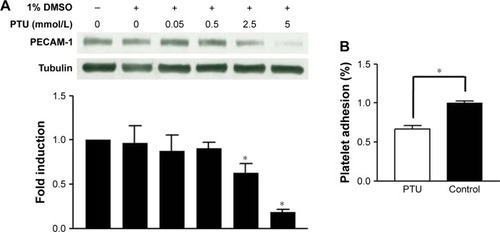 Figure 7 Effect of PTU on adherent activity of endothelial cells.Notes: (A) After 24 hours of serum deprivation, human umbilical vein endothelial cells were treated with the indicated conditions for 24 hours. The level of PECAM-1 was analyzed by Western blotting analysis using tubulin as an internal control. The relative expression level of PECAM-1 was quantified by densitometry and normalized to the control level, which was set at 1.0. Each value represents the mean ± SE of four independent experiments. p<0.05; *represents significant difference among groups. (B) Confluent endothelial cells were immersed in platelet-rich plasma for 30 minutes, and the platelets adhered to human umbilical vein endothelial cells were then counted and averaged. Each value represents the mean ± SE of four independent experiments. *Represents significant difference.Abbreviations: DMSO, dimethysulfoxide; PECAM-1, platelet and endothelial cell adhesion molecule-1; PTU, propylthiouracil; SE, standard error.