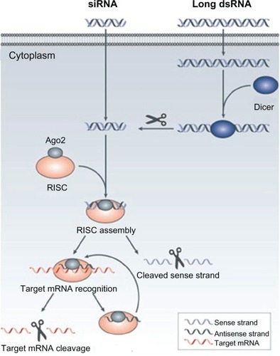 Figure 3 The mechanism of RNA interference.