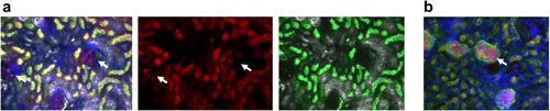 Figure 2. (a) immunofluorescence microscopy of mouse kidney at 24 h after i.v. injection with minibody Mb1.1. White arrows point at glomeruli. Colocalization with megalin indicates the minibody accumulates at the proximal tubules. Gray: uromodulin (distal tubules); red: minibody; green: megalin (proximal tubules); blue: DAPI. (b) as a comparison, a full-length antibody control at 24 h post i.v. injection shows signal confined within the glomerular capillaries, owing to the slow blood clearance of full-length IgG, and indicating that the immunoglobulin has not experienced meaningful passage through the glomerular basement membrane. Green: podoplanin (glomeruli); yellow: megalin (proximal tubules); red: full-length antibody; blue: DAPI.