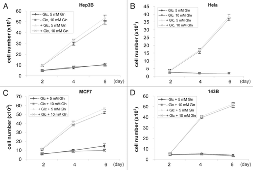 Figure 2 All cell lines tested require glucose for proliferation. Cells were seeded in Gln-free DMEM supplemented with 0 or 4.5 g/L Glc and 5 or 10 mM Gln, respectively. Cell numbers were analyzed every 2 days and mean values were shown. Representative growth curves of Hep3B (A), Hela (B), MCF7 (C) and 143B (D) cells are shown. Error bars indicate SE of ≥4 replicates.