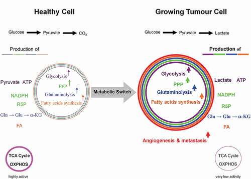 Figure 4. Dependency of growing tumor cells, activated T- and proliferating cells on glycolysis. The metabolic shift from respiration to glycolysis, known as the Warburg effect in proliferating tumor cells, is not solely restricted to them. For instance, activated T- and proliferating cells equally make use of the same mechanisms. The six hallmarks of a proliferating tumor cell are: high activities of glycolysis and pentose phosphate pathways, massive glutaminolysis and fatty acids biosynthesis, as well as angiogenesis and metastasis. However, the latter two features do not appear in healthy activated T- and proliferating cells.