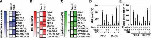 Figure 4. MAP1LC3B-II–inducible ovarian cancer cell lines are sensitive to ferroptosis. (A-C) Heatmap of the levels of MAP1LC3B-II (A), cell death (B), and lipid peroxidation (C) in 10 ovarian cancer cell lines following treatment with erastin (20 µM) or RSL3 (0.5 µM) for 6 h (data are shown as the mean of 3 biologically independent samples). (D, E) Analysis of cell death (D) and lipid peroxidation (E) in PEO4 and SKOV3 cells following treatment with erastin (20 µM) or RSL3 (0.5 µM) in the absence or presence of chloroquine (CQ, 50 µM) for 6 h (n = 3 biologically independent samples; *P < 0.05 versus erastin or RSL3 group)