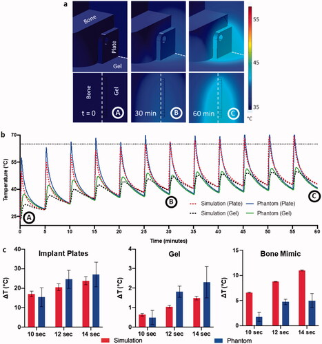 Figure 3. Validation of numerical simulations with phantom data. (a) Volumetric temperature distribution around the implant plate at different timepoints with the dotted red lines showing the cutout location from the volume. (b) Overlaying comparison between simulated and recorded phantom heating curves for a multiple pulse AMF sequence with 14 s exposure with 300 s delay. The points A, B, and C to the time points in a. (c) Correlation between ΔT achieved in simulations and phantom heating for different exposure times on both implant plates, gel, and bone mimic (left to right respectively).