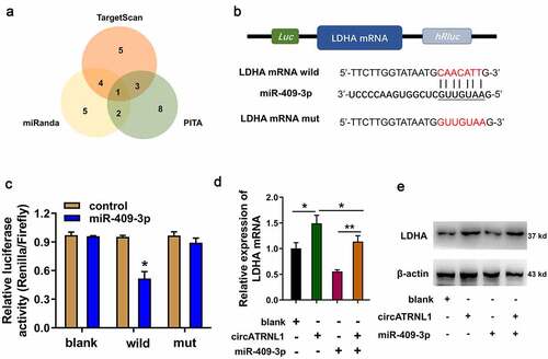 Figure 4. MiR-409-3p targeted LDHA axis in the osteosarcoma cells. (a) screening found that LDHA acted as the most promising target of miR-409-3p using the bioinformatics predictive manners (TARGETSCAN, miRanda, PITA). (b) mutation and wild type of LDHA were established for the luciferase assay. (c) luciferase gene reporter assay indicated the activity in the co-transfection of miR-409-3p and LDHA wild type. (d) RT-PCR illustrated the LDHA mRNA in Saos-2 cells transfected with circATRNL1 or/and miR-409-3p. (e) western blot analysis detected the LDHA protein levels in the saos-2 cells transfected with circATRNL1 or/and miR-409-3p. data are presented as mean ± SD. two-group comparison was calculated by student’s t-test. experiments were performed in triplicate. *p < 0.05, **p < 0.01