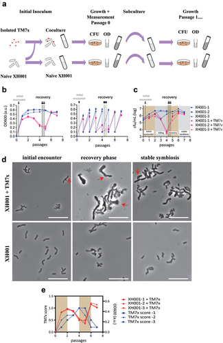 Figure 1. Experimental design. a) reproduced from [Citation11], a schematic of culture setup, growth, and measurement for the naïve and cocultures. Red dots are TM7× while XH001 are shown as rod shaped tubes. Optical density at 600 nm (OD600) and colony forming units (CFU) were quantified at each step of the passage. OD600 was used to determine dilution to start each passage and represented in panel b. CFU is shown in panel c. b) growth measurements for passages using OD600 over seven passages (x-axis) showing the OD600 for the end of each passage (left). The right graph is identical, but additionally shows the diluted OD600 measurements at the start of each passage. Three individual XH001n cultures are shown in blue circles, squares and triangles, while cultures of XH001n with TM7× added are shown in red circles, squares and triangles. Sampling points for the initial encounter phase (passage 0 at 6 hours) and recovery phase (passage 4 at 6, 10, and 15 hours) for the transcriptomics sequencing are indicated by arrows and dashed lines. c) growth measurements as determined by CFU over seven passages (x-axis). Three individual XH001n cultures are shown in blue circles, squares and triangles, while cultures of XH001n with TM7× added are shown in red circles, squares and triangles. Sampling points for the initial encounter phase (passage 0 at 6 hours) and recovery phase (passage 4 at 6, 10, and 15 hours) for the transcriptomics sequencing are indicated by arrows and dashed lines. The CFU measurements were used to determine the phases of the interaction and are indicated by colored backgrounds. d) phase-contrast images of XH001n and XH001n/TM7× during the initial encounter (passage 0 at 6 hours), the recovery phase (passage 4 at 6 hours), and stable symbiosis (passage 6 at 6 hours) are shown. All scale bars are 10 µm. e) XH001n/TM7× OD600 in panel b plotted alongside TM7× score, giving a qualitative measurement of TM7× presence on the host cells. High scores indicate that the majority of host cells showed extensive number of TM7× on their surface. Low scores represent no or minimal number of TM7× on the surface [Citation3]. Initial encounter and the recovery phases are indicated by colored backgrounds.