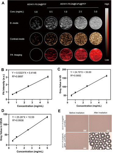 Figure 4 (A) In vitro PA/US/CEUS contrast images of A-FP NPs or A-P NPs at different concentrations. (B) PA intensity of A-FP NPs at different concentrations. (C and D) Gray values in US (B-mode) and CEUS imaging of A-FP NPs at different concentrations after Irradiation. (E) The phase change of A-FP NPs caused by laser irradiation and A-P NPs with no change (scale bars: 20 μm).Abbreviations: FePc, iron(II) phthalocyanine; PA, photoacoustic; US, ultrasound; CEUS, contrast enhanced ultrasound; A-P NPs, AS1411-PLGA@PFP; A-FP NPs, AS1411-PLGA@FePc@PFP; FP NPs, PLGA@FePc@PFP.