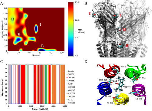 Figure 4. GaMD simulations captured pore binding of propofol: (A) 2 D (Ncontact, propofol RMSD) PMF calculated by reweighting the 500 ns GaMD simulation. (B) Pathway of propofol diffusion into the M2 helix pore in all three GaMD simulations. (C) Hydrogen-bonds formed between propofol and the GLIC, where bonds formed after 10000 steps are in the pore. Protein refers to short lived hydrogen-bonds formed on the protein exterior. Data combined from all three replicates. (D) Final frame snapshot showing propofol hydrogen-bonding to Thr-236 in S1.