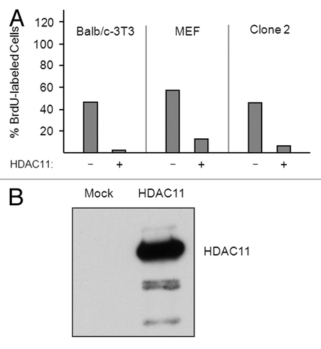 Figure 7. Overexpression of HDAC11 inhibits the cell cycle progression of nontransformed and transformed fibroblasts. (A) Sparse proliferating Balb/c-3T3, MEFs, and Clone-2 cells were transfected with plasmids encoding Flag-tagged HDAC11 and GFP. Thirty hours after transfection, cells were pulsed with 30 μM BrdU for 1 h and sorted for GFP expression. The percentage of BrdU-labeled cells was determined for cells expressing (+) or not expressing (–) ectopic proteins. (B) Balb/c-3T3 cells were mock transfected or transfected with a plasmid encoding HDAC11. Cell extracts were western blotted with a monoclonal antibody to HDAC11 prepared for us by Abpro Labs.