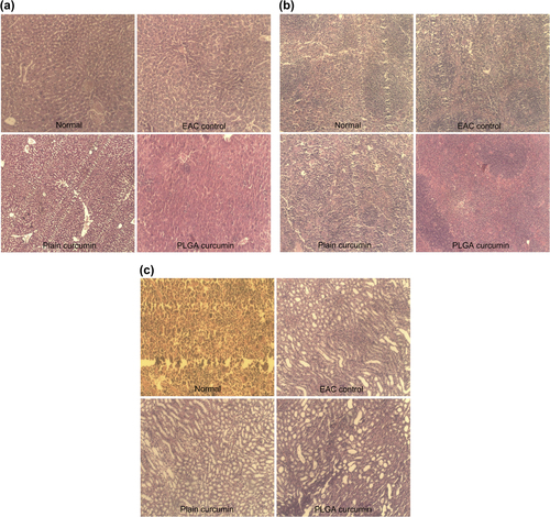 Figure 11. Histopathology of various organs (10X) (a) Histopathology of liver (b) Histopathology of spleen (c) Histopathology of kidney.