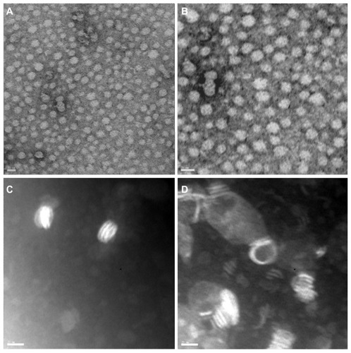Figure 3 Transmission electron micrograph images of HDL-like PTX-NP. (A and B) Two representative images of PTX-NP. (C and D) Two representative images of PL-NP.Note: The scale bars correspond to 20 nm.Abbreviations: PTX-NP, paclitaxel nanoparticles; PL-NP, phospholipid nanoparticles.