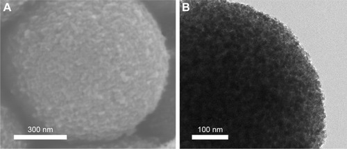 Figure 2 (A) SEM morphology and (B) TEM morphology of a TiO2 microsphere loaded gentamicin.Abbreviations: SEM, scanning electron microscopy; TEM, transmission electron microscopy.