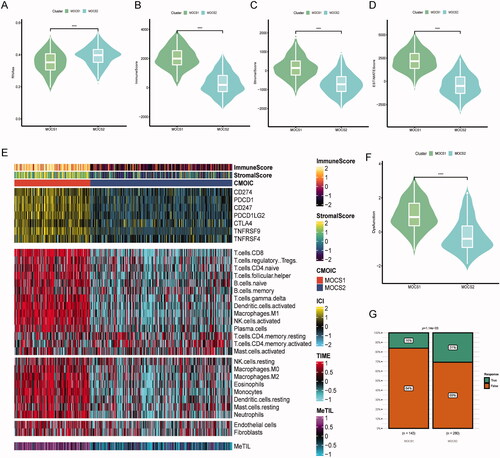 Figure 4. Landscape of immune score and therapy response between subtypes (A–D) Difference across RNAss immune, stromal and ESTIMATE scores, from left to right. (E) Distinctive landscape of immune check inhibitor expression, immune score, and tumor infiltration score based on methylation, from top to bottom. (F) Violin plot indicating differences in immune dysfunction scores. (G) Different response rates to immune checkpoint inhibitors based on the TIDE algorithm.