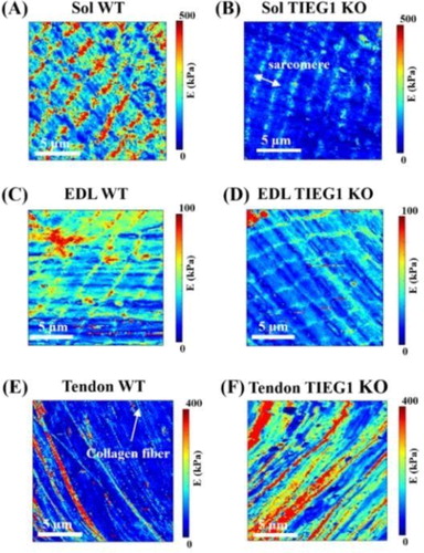 Figure 1. Elasticity maps (15 x 15 mm) obtained from the AFM protocol for slow (soleus, Sol: A-B) and fast (EDL: C-D) twitch muscle and tendon (E-F) of WT and TIEG1 KO fibers. The muscle and tendon fibers cartographies are represented by different colors which are representative of lower (blue/green) and higher (red/orange) elasticities.