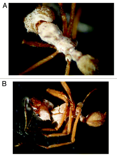 Figure 2. Pseudonocardia biofilms on the integument of Acromyrmex subterraneus subterraneus workers. (A) Young worker with high level of biofilm coverage. (B) Older worker with reduced biofilm coverage on the latero-cervical plates and lower parts of the head capsule.