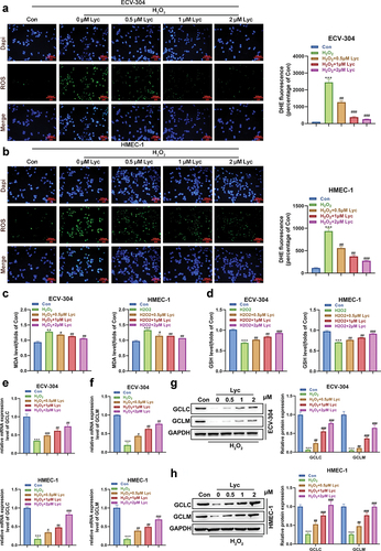 Figure 4. Lycopene ameliorates H2O2-induced oxidative stress in HMEC-1 and ECV-304 cells.