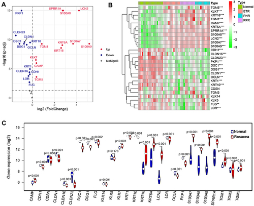 Figure 1 SBRGs expression in rosacea. The volcano plot (A) the heatmap (B) and the violin plot (C) of SBRGs in rosacea.