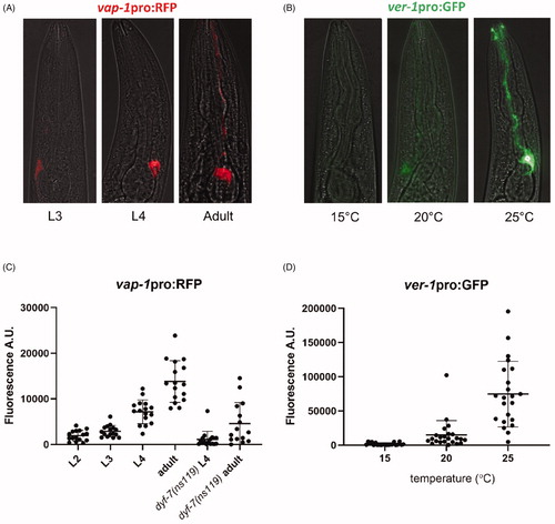 Figure 4. Plasticity in glial gene expression. (A) vap-1pro:RFP expression in AMsh glia in animals at the third larval (L3), fourth larval (L4), and 1-day adult life stages, showing developmental regulation of gene expression. (B) ver-1pro:GFP expression in AMsh glia in L4 animals grown at 15 °C, 20 °C, or 25 °C, showing thermoregulation of gene expression as previously described (Procko et al., Citation2012, Citation2011). (C) Quantification of vap-1pro:RFP fluorescence in AMsh glia from second larval (L2) stage to 1-day adults and in dyf-7(ns119) L4 and adult animals, showing that sensory defects alter gene expression. n = 15–16 per group. p < 0.05, dyf-7 L4 vs dyf-7 adults; p < 0.0001, dyf-7 adults vs wild-type adults; unpaired t-test with Welch’s correction (D) Quantification of ver-1pro:GFP fluorescence in the AMsh glia in L4 animals from 15 °C to 25 °C. n = 21–23 per group. p < 0.05, 20 °C vs 15 °C; p < 0.0001, 20 °C vs 25 °C; Brown-Forsyth and Welch one-way ANOVA with Dunnett’s multiple comparisons test.