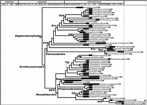 Figure 2 The pterosaurian relationships and stratigraphical/geographical ranges used in the ‘all taxa’ Treefitter data-set. This tree is based on the cladogram presented by Andres et al. (Citation2014) and shows the relationships among Eupterodactyloidea (see Figure 1 for the more basal part of the cladogram). The thick branches represent known stratigraphical ranges (based on data in The Paleobiology Database); thin branches represent estimated ghost ranges and connectors used to demarcate phylogenetic relationships. Time-sliced data-sets were derived from this tree by appropriate inclusion/exclusion of taxa. All abbreviations are listed in the legend of Table 1 and/or Figure 1.