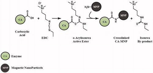 Figure 2. Schematic representation of the crosslinked carbonic anhydrase (CA) and magnetic nanoparticles (MNP) incorporating NH2 moieties obtained by reaction of hydrated magnetite with concentrated ammonia solution. The OH from magnetite may also be derivatised in a similar manner with formation of ester linkages.