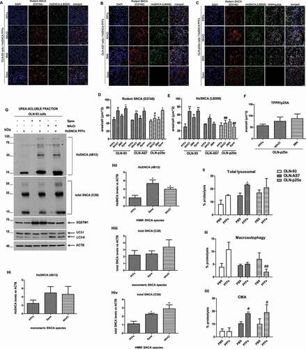 Figure 7. Both the exogenously added human SNCA (HsSNCA PFFs) and the recruited endogenous rat oligodendroglial SNCA are partly degraded via the autophagy-lysosome pathway, without impairing lysosomal function. (A-C) Representative immunofluorescence images of OLN-93 (A), OLN-AS7 (B) and OLN-p25α (C) cells treated with NH4Cl (20 mM), 3 MA (10 mM) or epoxomicin (epox, 15 nM) for 16 h following their incubation with 1 μg/ml HsSNCA PFFs for 32 h. (D-F) Quantification of the endogenous rodent SNCA (D), human SNCA (E) or TPPP/p25A (F) protein levels in OLN-93, OLN-AS7 and OLN-p25α cells measured as μm2 area surface/cell following their treatment with 1 μg/ml HsSNCA PFFs (32 h) and the proteasome or lysosome inhibitors (16 h). Data are expressed as the mean ± SE of three independent experiments with duplicate samples/condition within each experiment; *p < 0.05; **p < 0.01, by one-way ANOVA with Tukey’s post hoc test (to compare between inhibitor-treated and untreated cells) or #p < 0.05; ##p < 0.01 by two-way ANOVA with Bonferroni’s correction (to compare between the different PFF-treated cell cultures). (G) Representative immunoblots of the UREA-soluble protein lysates of OLN-93 cells treated with 1 μg/ml HsSNCA PFFs (32 h) followed by their incubation with the pharmacological inhibitors epox or NH4Cl for 16 h. Both human (4B12 antibody) and total (endogenous + human) SNCA (C20 antibody) seem to accumulate in the UREA-soluble fraction of OLN-93 cells treated with epox or NH4Cl following incubation with 1 μg/ml HsSNCA PFFs. Antibodies against LC3-I and -II, and SQSTM1 were used as macroautophagy markers and ACTB as a loading control. (H) Quantification of monomeric and High Molecular Weight (HMW) species of human (Hi and Hii) and total (Hiii and Hiv) SNCA levels detected in the UREA-soluble fraction of OLN-93 cells treated with 1 μg/ml PFFs and epox or NH4Cl for a total of 48 h. Data are expressed as the mean ± SE of four independent experiments; *p < 0.05; **p < 0.01, by one-way ANOVA with Tukey’s post hoc test. (I) Alterations in lysosomal degradation pathways of OLN cell lines following their treatment with 1 μg/ml HsSNCA PFFs for a total of 96 h. OLN cells incubated with HsSNCA PFFs for 48 h were labeled with [3H] leucine for another 48 h (2 µCi/ml). 16 h prior to media collection, cells were treated with or without NH4Cl (20 mM) or 3 MA (10 mM) and degraded proteins were assayed. The rate of total (Ii) (inhibitable by NH4Cl), of macroautophagic (Iii) (inhibitable by 3 MA) and of CMA-dependent (Iiii) long-lived protein degradation in OLN cells is shown. Data are expressed as the mean ± SE of three independent experiments; *p < 0.05; **p < 0.01, by one-way ANOVA with Tukey’s post hoc test (to compare between PBS- and HsSNCA PFFs-treated cells) or #p < 0.05; ##p < 0.01 by two-way ANOVA with Bonferroni’s correction (to compare between the different OLN cells).