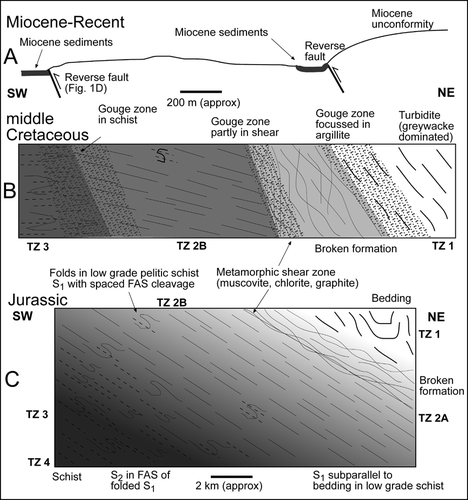 Figure 11  Summary of the structural evolution of the Otago Schist margin at the Manuherikia gorge section. A, Present active structures. B, Cretaceous structures. C, Original metamorphic transition in C. The thick metamorphic section C became extremely condensed by normal faults to the present narrow section in B, which was reactivated as in A.