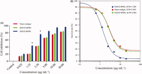 Figure 5. (A) Inhibitory effect of EGCG-RNPs on HL-60 cells (n = 6, Mean ± SD) and IC50 curve. At 1.25 μg · mL−1, 2.50 μg · mL−1, the inhibitory rate of EGCG-RNPs was significantly different than that of nano-realgar and EGCG + RNPs, *p < 0.05. (B) The IC50 values of Nano-realgar, EGCG + RNPs, and EGCG-RNPs on HL-60 cells were 2.854, 2.891, and 1.384 μg mL−1, respectively. Blue represents EGCG-RNPs, green represents EGCG + RNPs, and red represents nano-realgar.