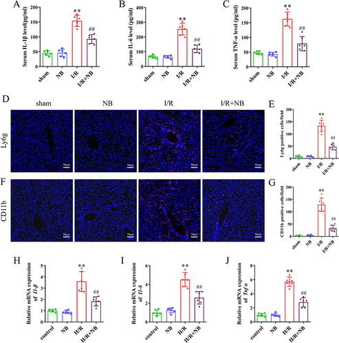 Figure 4 Nepetoidin B alleviates I/R-induced inflammation in vivo and in vitro. (A–C) Serum contents of IL-1β, IL-6, and TNF-α were detected by ELISA (n = 6/group). (D) Ly6g immunofluorescence staining (red fluorescence indicates Ly6g positive cells) and (E) statistical analysis of mouse liver tissue (n = 6/group). (F) CD11b immunofluorescence staining (red fluorescence indicates CD11b positive cells) and (G) statistical analysis of the mouse liver tissue (n = 6/group). (H–J) mRNA expression of Il-1β, Il-6 and Tnf-α in AML12 cells (n = 6/group). **P < 0.01 vs sham or control group; ##P < 0.01 vs I/R or H/R group.