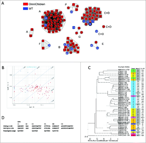 Figure 5. OmniChickens recognize a wide range of epitopes on PGRN, similar to WT birds. A, Network plot for a merged analysis of 90 OmniChicken clones (red) and 16 WT chicken mAb standards (blue), with subdomain assignments indicated. The mAbs were re-numbered to fit into the circles. The WT mAbs were selected fromCitation8 reference standards. B, iso-affinity chart of kinetics of the mAbs in (A). Human mAbs are in red and WT mAbs are in blue. C, phylogenetic tree of 41 selected human mAbs from the group in (A), with the PGRN subdomain, mouse cross-reactivity, and binding affinity for human PGRN of each antibody indicated at right. A box is drawn around a pair of mAbs from different birds that show convergent sequences. D, the CDR sequences from the mAb pair boxed in (C). Where it was possible to determine pseudogene usage in generating the CDR sequences, the pseudogenes are indicated below.