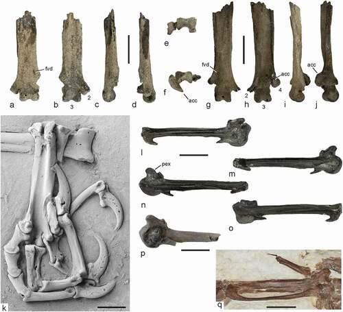 Figure 4. Bones from the early Eocene of the Nanjemoy Formation, which are assigned to the Messelasturidae in comparison to messelasturids from other localities. (a)‒(e) Undetermined messelasturid from the Nanjemoy Formation, gen. et sp. indet. A (cf. Messelastur), distal end of left tarsometatarsus (USNM PAL 771595) in dorsal (a), plantar (b), lateral (c), medial (d), and distal (e) view. (f)‒(j) Undetermined messelasturid from the Nanjemoy Formation, gen. et sp. indet. B (cf. Tynskya), distal end of right tarsometatarsus (USNM PAL 771596) in distal (f), dorsal (g), plantar (h), medial (i); and lateral (j) view. (k) Left foot (plantar view) of Messelastur gratulator from the latest early or earliest middle Eocene of Messel, Germany (SMF-ME 11348). (l)‒(o) Partial right carpometacarpus from the Nanjemoy Formation (USNM PAL 771598) in ventral (l), ventrocaudal (m), dorsal (n), and ventrodorsal (o) view. (p) Proximal end of left carpometacarpus of Tynskya waltonensis (SMF Av 652) in ventral view. (q) Right carpometacarpus of Tynskya eocaena from the early Eocene Green River Formation, Wyoming, USA (holotype, SNSB-BSPG 1997) in ventral view. In (b) and (h) the trochleae are numbered. Abbreviations: acc, trochlea accessoria; fvd, foramen vasculare distale; pex, processus extensorius. The scale bars equal 5 mm. [Colour online].