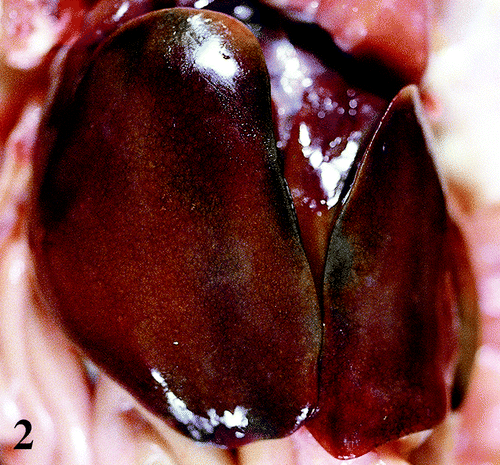 Figure 2. Enlarged liver with greenish tinge and scattered pale reticular pattern from a 47-day-old broiler chicken infected with M. synoviae.