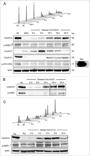 Figure 2. Cdc25A is phosphorylated on serine 283 in late S and G2 phase of the cell cycle. H1299 cells were either synchronized in G0/G1 (A-B) or G1/S (C) by serum starvation and thymidine block, respectively. Following release, cells were collected and their nuclear DNA content analyzed by flow cytometry (A,C). In parallel, total protein extracts (A,C) or Cdc25A immunoprecipitates (B) obtained from the same fractions used in (A) were immunoblotted with the indicated antibodies. Cyclin A, cyclin E and phospho-ser10 histone H3 (pS10 HH3) were included as cell cycle and mitosis entry markers. Starv.: serum-deprived cells. Thy: cells blocked in G1/S. Arrow: position of Cdc25A. Asterisk: nonspecific cross reacting protein. Respective molecular weights of the proteins are indicated on the right of the immunoblots.