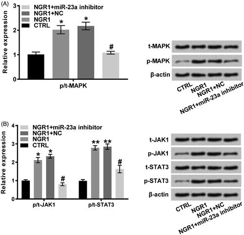Figure 6. NGR1 enhanced the phosphorylated expression of MAPK, JAK1 and STAT3 by promoting the expression of miR-23a. (A) miR-23a inhibitor repressed the phosphorylation of MAPK promoted by NGR1. (B) miR-23a inhibitor decreased the phosphorylated expression of JAK1 and STAT3 in the MC3T3-E1 cells pre-treated with NGR1. MC3T3-E1 cells were treated with NGR1 (50 μmol/L) for 48 h in the NGR1 group; MC3T3-E1 cells were not treated with NGR1 in the CTRL group; MC3T3-E1 cells were treated with NGR1 and transfected with miR-23a inhibitor in the NGR1 + miR-23a inhibitor group; MC3T3-E1 cells were treated with NGR1 and the corresponding negative control of miR-23a in the NGR1 + NC group. NGR1: Notoginsenoside R1; NC: negative control; p-: phosphorylated-; t-: total-; MAPK: mitogen-activated protein kinase; JAK1: janus kinase 1; STAT3: signal transducer and activator of transcription 3. *p < .05 or **p < .01 compared to CTRL; #p < .05 or ##p < .01 compared to NGR1 + NC.